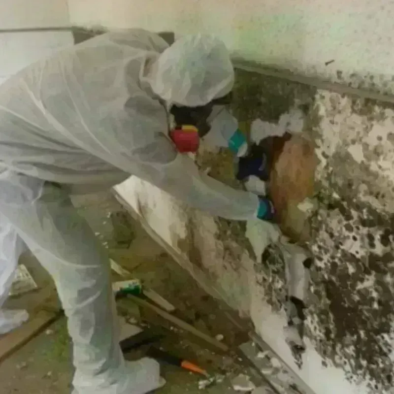 Mold Remediation and Removal in Orland, CA